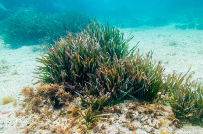 rutas en yate por cabo de gata, paseos en barco por cabo de gata, almerimar, paseos en barco, paseos en barco por almeria