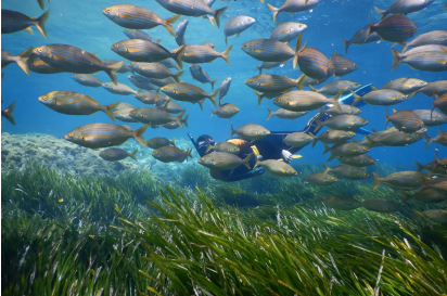 rutas en yate por cabo de gata, paseos en barco por cabo de gata, almerimar, paseos en barco, paseos en barco por almeria