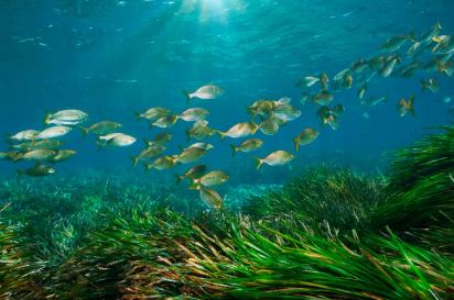 rutas en yate por cabo de gata, paseos en barco por cabo de gata, almerimar, paseos en barco, paseos en barco por almeria